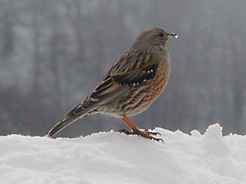 Acentro Alpino en la nieve